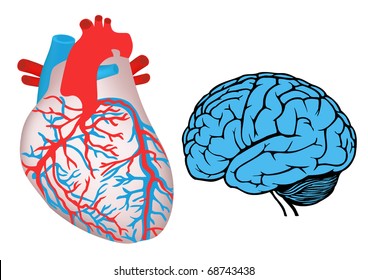 human heart and brain