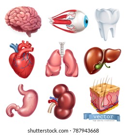 Human Heart, Brain, Eye, Tooth, Lungs, Liver, Stomach, Kidney, Skin. Medicine, Internal Organs. 3d Vector Icon Set