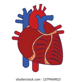 Human Heart Anatomy Stock Vector (Royalty Free) 247977826