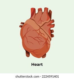 Corazón humano con dibujo de estilo de arte vectorial de dibujos animados sobre fondo verde aislado plano.