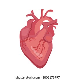 Corazón humano, sistema circulatorio. Estructura anatómica. Ilustración del vector