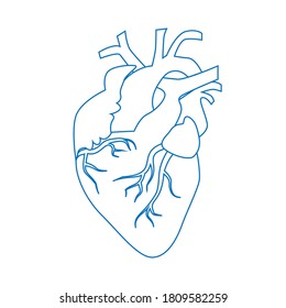 Corazón humano, sistema circulatorio. Icono, ilustración vectorial lineal