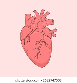 Coração humano. Sistema circulatório. Órgãos internos. Tema de saúde. Ilustração vetorial