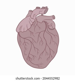 Menschliches Herz mit einem Kreislaufsystem. Vektorgrafik. Einzelnes Element auf weißem Hintergrund.