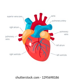 Human heart concept. Vector illustration for medical atlas, articles, educational textbook etc. in flat style.