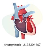 Human Heart Cross Section - Stock Illustration as EPS 10 File