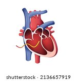 Human Heart Cross Section - Stock Illustration as EPS 10 File