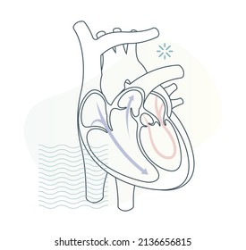 Human Heart Cross Section - Stock Illustration As EPS 10 File