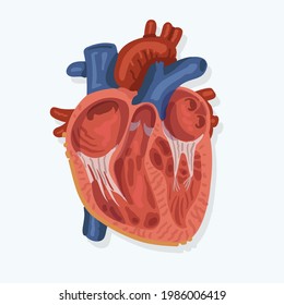 human heart , Cutting off to show diagram of heart anatomy, Vector illustration.