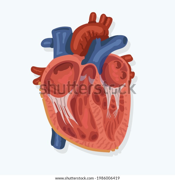 Human Heart Cutting Off Show Diagram Stock Vector (Royalty Free) 1986006419