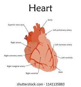 Human Heart Description Anatomy Flat Vector Stock Vector (Royalty Free ...