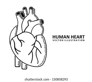 human heart outline vector