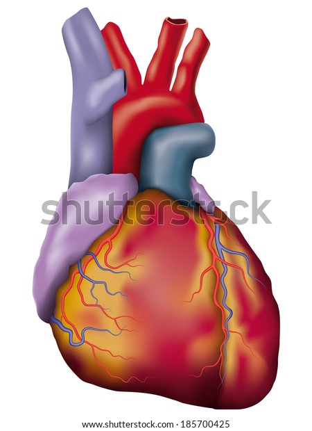 Human Heart Detailed Vector Anatomic Vector Stock Vector (Royalty Free ...