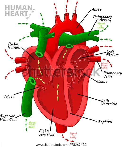 Human Heart Diagram Anatomy Stock Vector (Royalty Free) 273262409