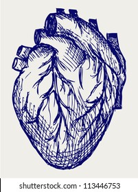 Human Heart. Doodle style