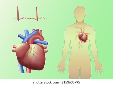 A human heart and an electrocardiogram and a contour of a person with a heart on a green horizontal background in a vector. Medicine and anatomy. Concept. Vector illustration. A set of human organs.