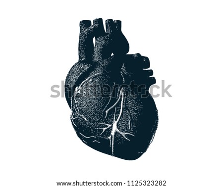 Human heart engraving drawing in dark shading isolated on white background