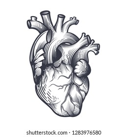 Human Heart Engraving Technique Anatomically Correct Stock Vector ...