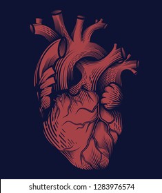 Human heart in engraving technique in red color on dark blue background. Anatomically correct hand drawn line art. Tattoo, tee shirt print design. Vector illustration.
