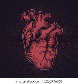 Human heart in engraving technique with star rays on dark background. Anatomically correct hand drawn line art. Tattoo, tee shirt print design. Vector illustration.