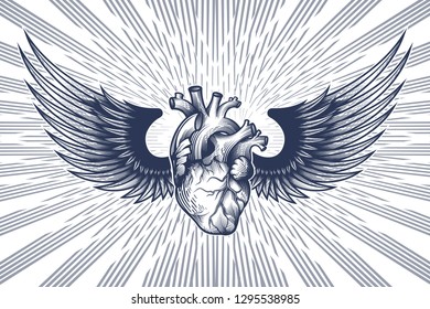 Human heart in engraving technique with wings on star rays background. Anatomically correct hand drawn line art. Tattoo, tee shirt print design. Vector illustration.