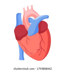 Human heart  in flat style illustration, isolated on white. Anatomical heart for medical or scientific design. Muscular organ in humans, which pumps blood through vessels of circulatory system.