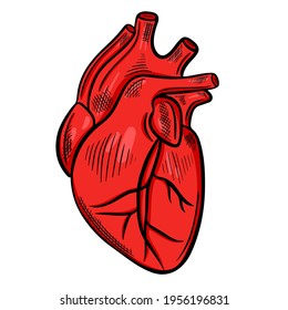 Human heart, freehand drawing. Vector, the main organ of the human body. Medical sketch of the heart. Vector.