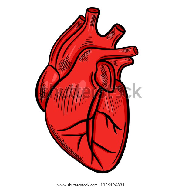 Human Heart Freehand Drawing Vector Main Stock Vector (Royalty Free ...