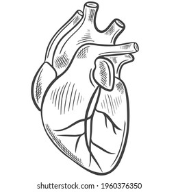 Human heart, freehand sketch. Vector. The main human organ. Medical drawing.
