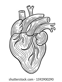 human heart hand drawn engraved sketch drawing vector illustration