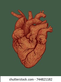 Human Heart. Hand Drawn Engraved Style. Vector Illustration