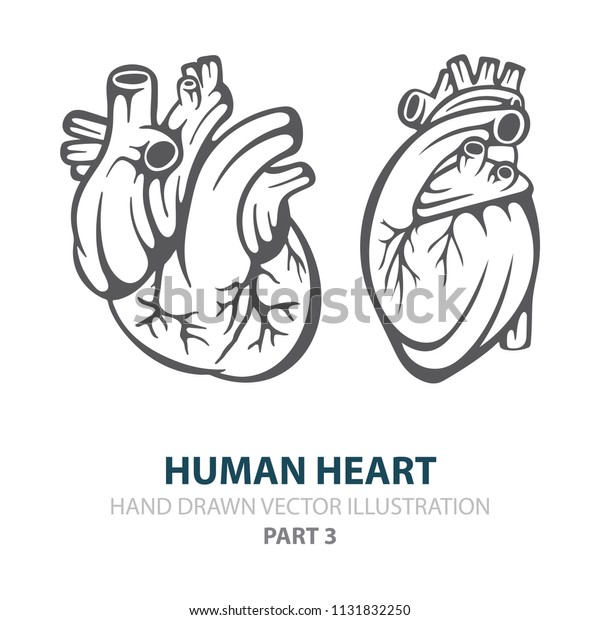 Human Heart Human Heart Hand Drawn Stock Vector Royalty Free