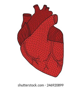 Human heart hand drawn isolated on a white backgrounds 