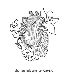 Human heart hand drawn isolated on a white backgrounds