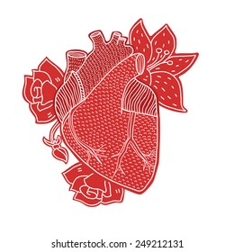 Human heart hand drawn isolated on a white backgrounds