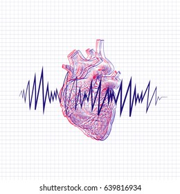 Human heart hand drawn isolated on a white backgrounds. Anatomical sketch. Vector illustration.
