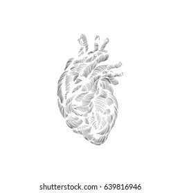 Human heart hand drawn isolated on a white backgrounds. Anatomical sketch. Vector illustration.