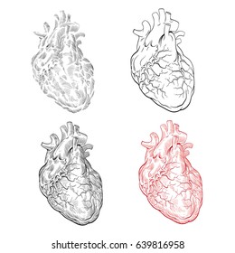 Human heart hand drawn isolated on a white backgrounds. Anatomical sketch.Vector illustration.