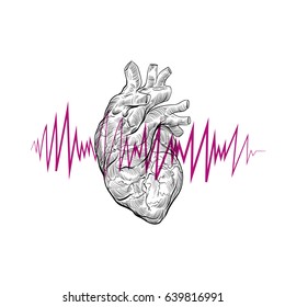 Human heart hand drawn isolated on a white backgrounds .Anatomical sketch. Vector illustration.