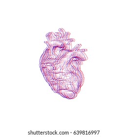 Human heart hand drawn isolated on a white backgrounds. Anatomical sketch. Vector illustration.