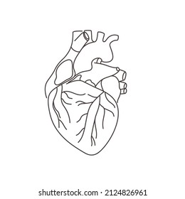 Human heart. Hand drawn vector illustration. Black and white.
