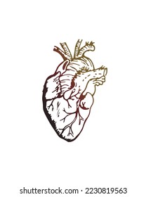 Ilustración vectorial dibujada a mano en el corazón humano
