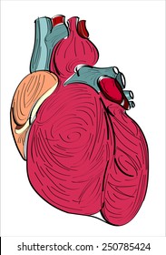 Human heart - hands sketch vector illustration