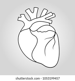 Human heart icon