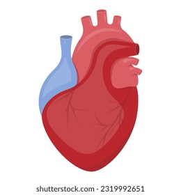Das menschliche Herz ist eine Ikone. Anatomisch korrektes Herz mit venösem Systemsymbol. Vektorgrafik. EPS10.