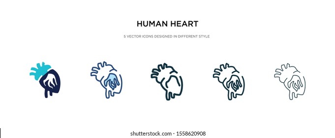 human heart icon in different style vector illustration. two colored and black human heart vector icons designed in filled, outline, line and stroke style can be used for web, mobile, ui