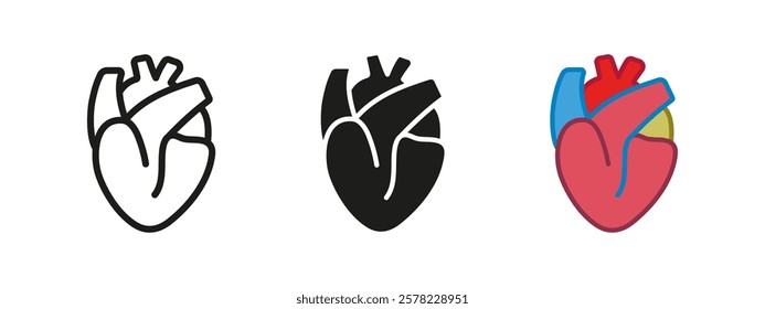 Human heart icon. realistic heart organ anatomy vector illustration. Cardiology symbol. Cardio rhythm sign. Aorta and artery anatomical heart model pictogram. Medical pulse concept isolated.