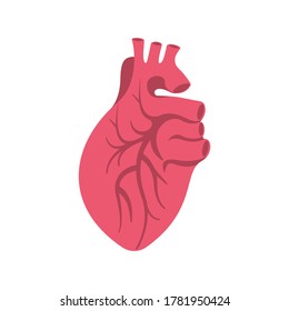 Icono del corazón humano. Diseño plano de ilustración vectorial. Aislado sobre fondo blanco. Sistema venoso.  Órganos musculares internos. Bomba de sangre.