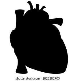 Human heart icon, vector illustration design. silhouette of human heart organ with great vessels