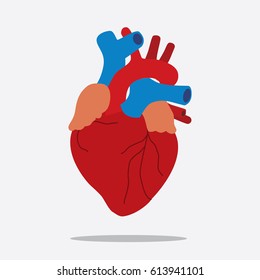 Human Heart Images, Stock Photos & Vectors | Shutterstock